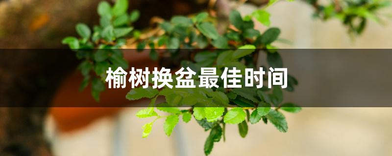 榆树换盆最佳时间 榆树换盆最佳时间