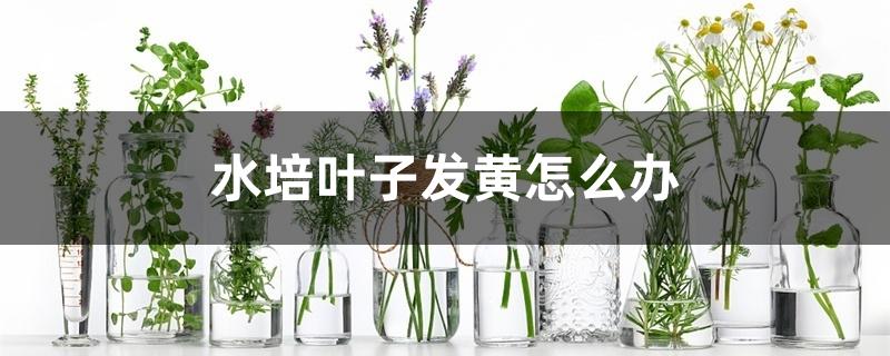 水培叶子发黄怎么办 水培叶子发黄怎么办