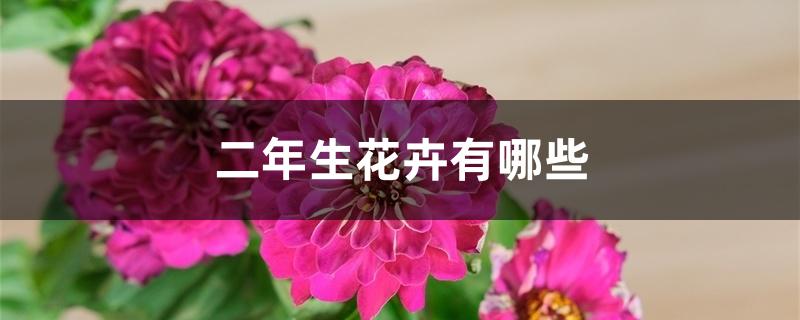 二年生花卉有哪些 二年生花卉有哪些