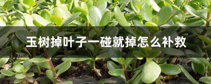 玉树掉叶子一碰就掉怎么补救 玉树掉叶子一碰就掉怎么补救