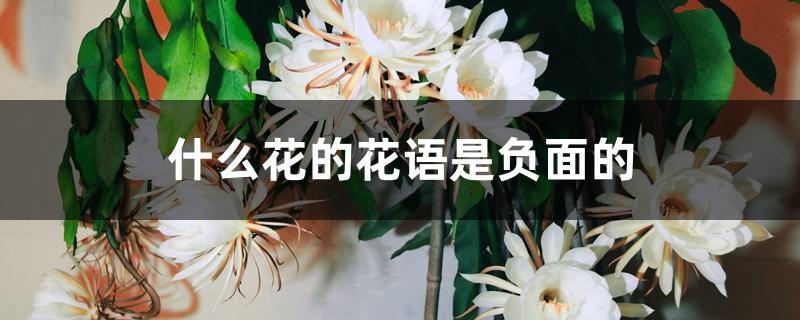 什么花的花语是负面的 什么花的花语是负面的