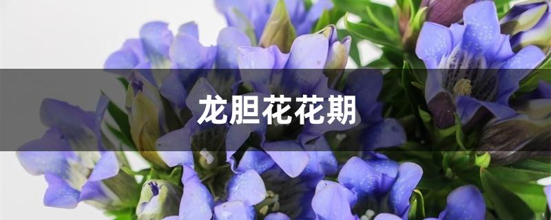 龙胆花花期 龙胆花花期
