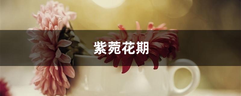 紫菀花期 紫菀花期