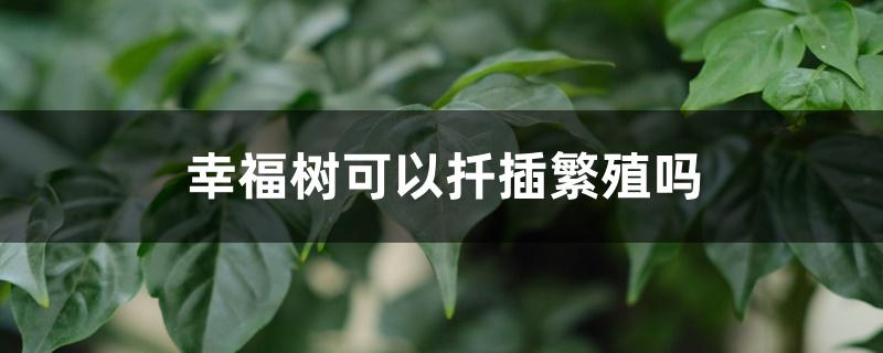 幸福树可以扦插繁殖吗 幸福树可以扦插繁殖吗