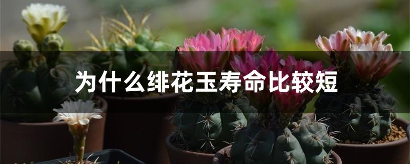为什么绯花玉寿命比较短 为什么绯花玉寿命比较短
