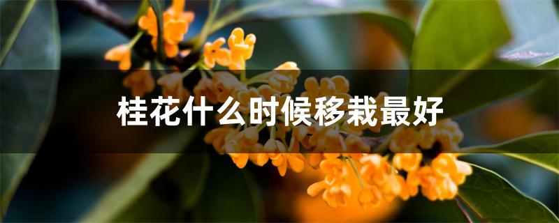 桂花什么时候移栽最好 桂花什么时候移栽最好