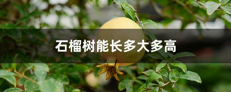 石榴树能长多大多高 石榴树能长多大多高
