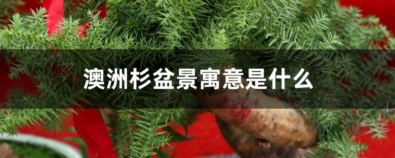 澳洲杉盆景寓意是什么 澳洲杉盆景寓意是什么
