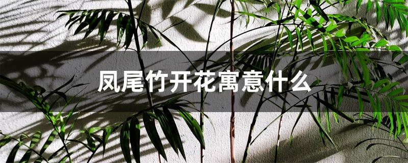 凤尾竹开花寓意什么