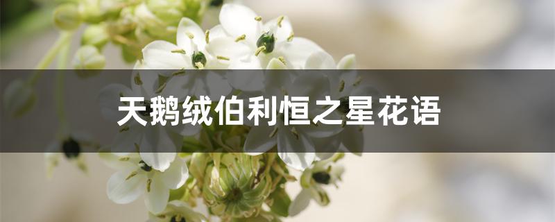 天鹅绒伯利恒之星花语 天鹅绒伯利恒之星花语