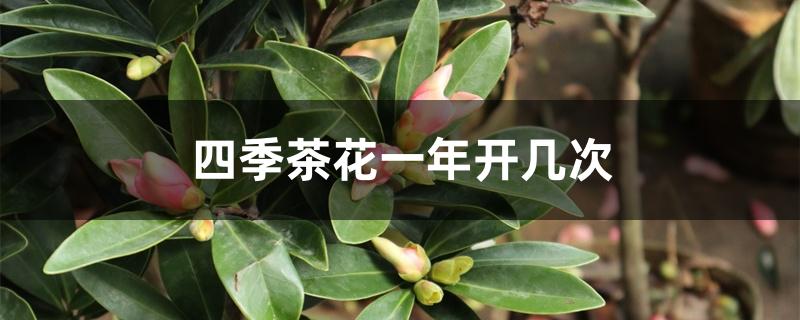 四季茶花一年开几次 四季茶花一年开几次