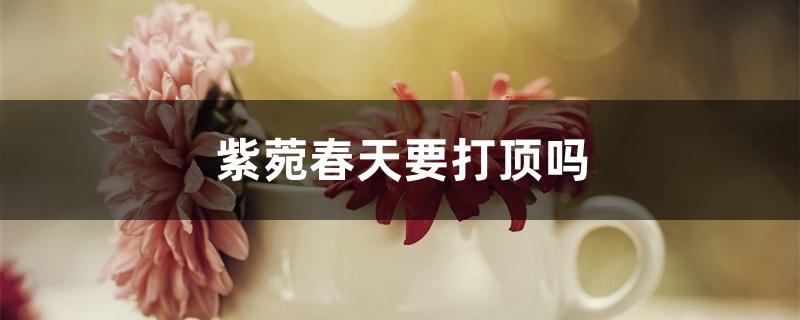 紫菀春天要打顶吗 紫菀春天要打顶吗