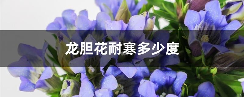 龙胆花耐寒多少度 龙胆花耐寒多少度