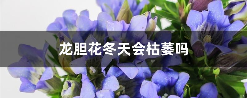龙胆花冬天会枯萎吗 龙胆花冬天会枯萎吗