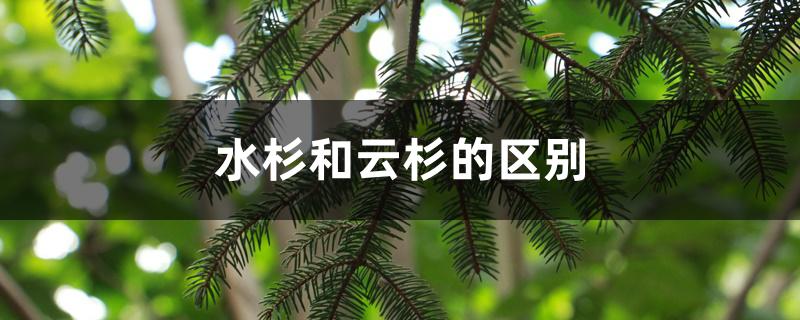 水杉和云杉的区别 水杉和云杉的区别