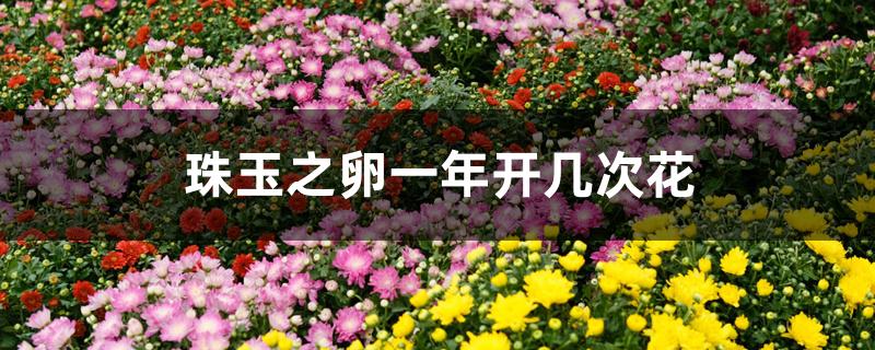 珠玉之卵一年开几次花 珠玉之卵一年开几次花