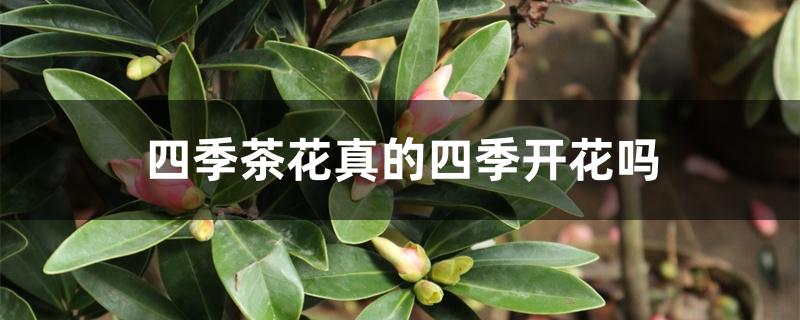 四季茶花真的四季开花吗