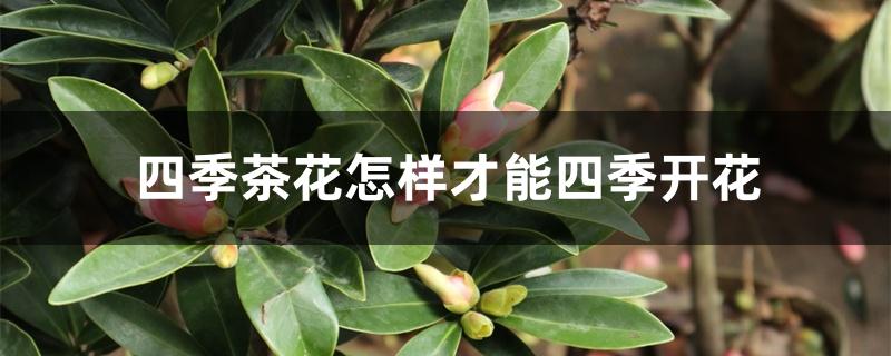 四季茶花怎样才能四季开花 四季茶花怎样才能四季开花