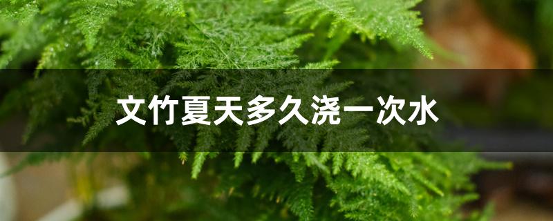 文竹夏天多久浇一次水 文竹夏天多久浇一次水