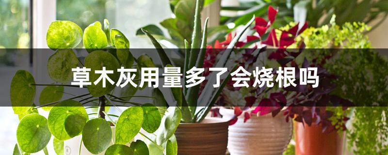 草木灰用量多了会烧根吗 草木灰用量多了会烧根吗