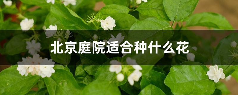 北京庭院适合种什么花 北京庭院适合种什么花