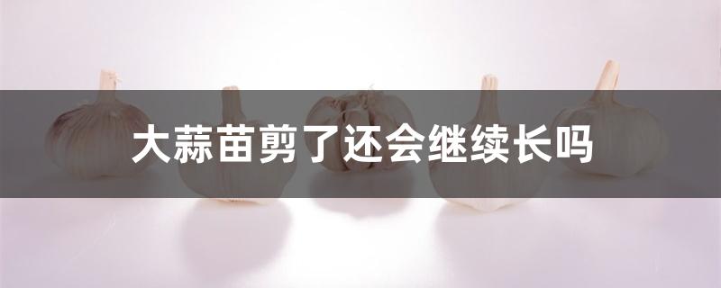 大蒜苗剪了还会继续长吗 大蒜苗剪了还会继续长吗