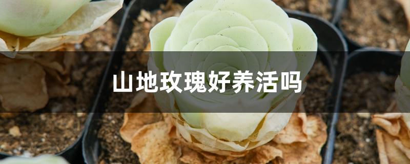 山地玫瑰好养活吗 山地玫瑰好养活吗
