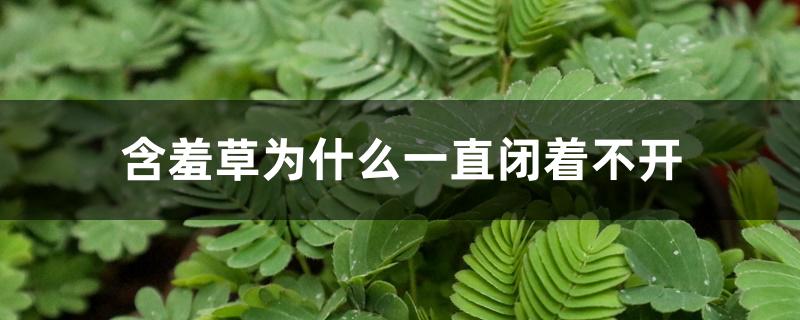 含羞草为什么一直闭着不开 含羞草为什么一直闭着不开