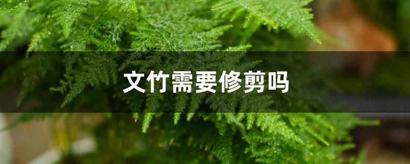 文竹需要修剪吗 文竹需要修剪吗