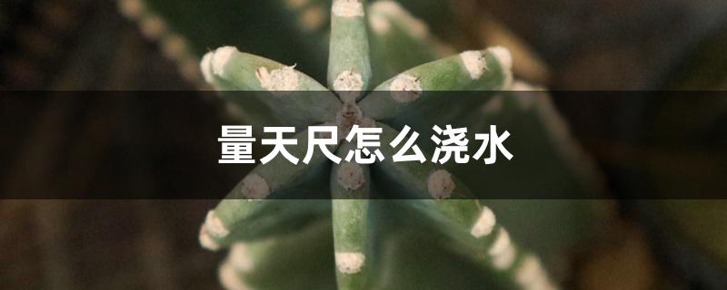 量天尺怎么浇水 量天尺怎么浇水