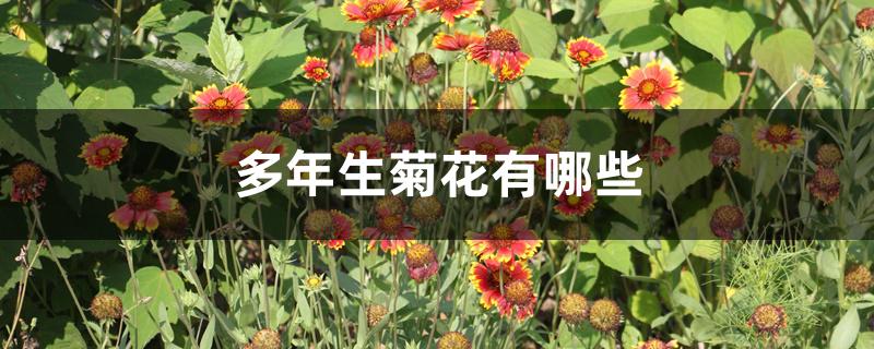 多年生菊花有哪些 多年生菊花有哪些