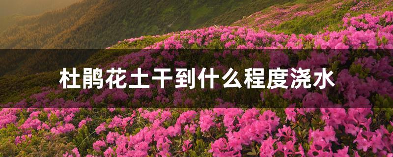 杜鹃花土干到什么程度浇水 杜鹃花土干到什么程度浇水