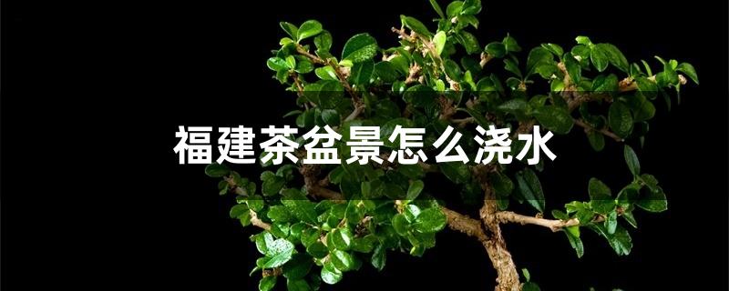 福建茶盆景怎么浇水 福建茶盆景怎么浇水