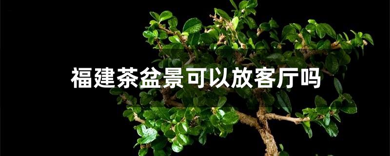 福建茶盆景可以放客厅吗