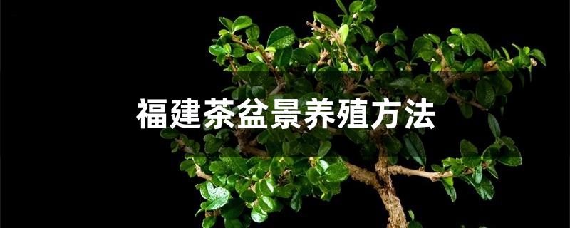 福建茶盆景养殖方法 福建茶盆景养殖方法