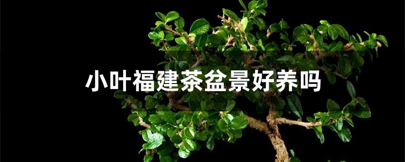 小叶福建茶盆景好养吗 小叶福建茶盆景好养吗