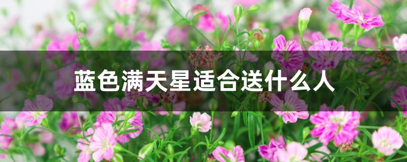 蓝色满天星适合送什么人
