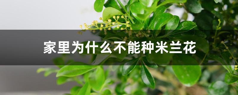 家里为什么不能种米兰花 家里为什么不能种米兰花