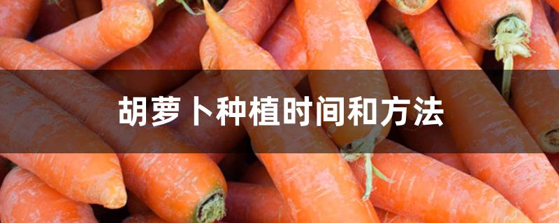 胡萝卜种植时间和方法 胡萝卜种植时间和方法