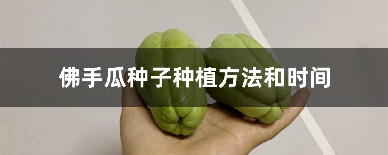 佛手瓜种子种植方法和时间 佛手瓜种子种植方法和时间