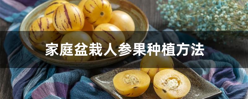 家庭盆栽人参果种植方法