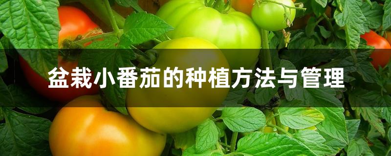 盆栽小番茄的种植方法与管理 盆栽小番茄的种植方法与管理