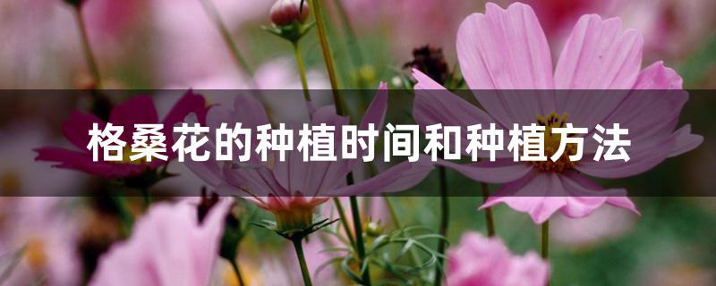格桑花的种植时间和种植方法 格桑花的种植时间和种植方法
