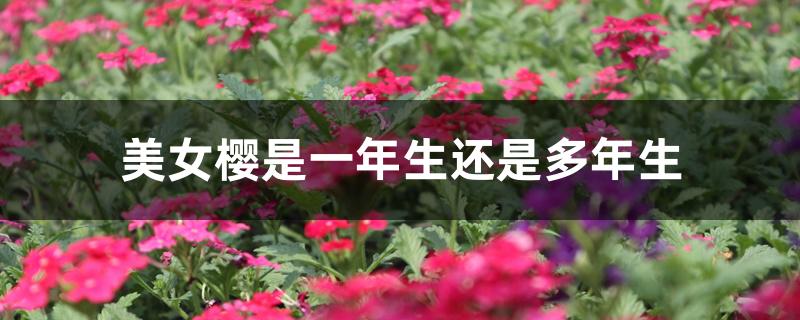 美女樱是一年生还是多年生 美女樱是一年生还是多年生