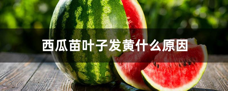 西瓜苗叶子发黄什么原因