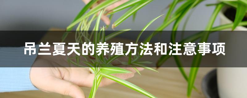 吊兰夏天的养殖方法和注意事项 吊兰夏天的养殖方法和注意事项