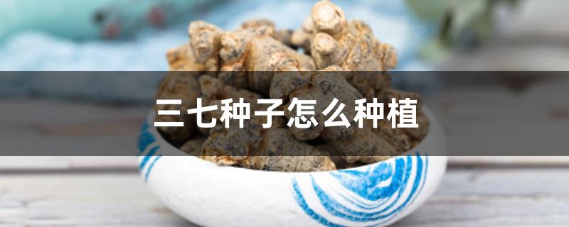 三七种子怎么种植 三七种子怎么种植