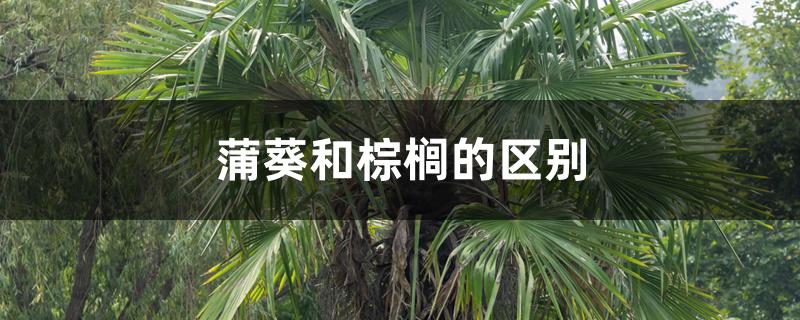 蒲葵和棕榈的区别 蒲葵和棕榈的区别