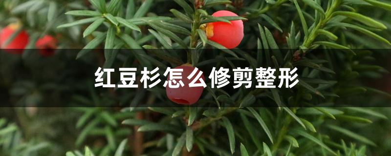 红豆杉怎么修剪整形 红豆杉怎么修剪整形