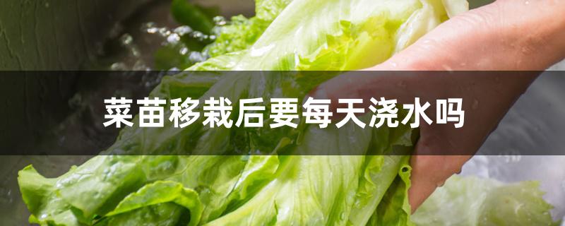 菜苗移栽后要每天浇水吗 菜苗移栽后要每天浇水吗